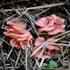 MycoStraw